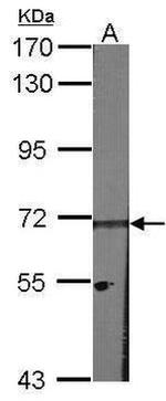 HPa2 Antibody in Western Blot (WB)