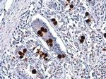 MUC2 Antibody in Immunohistochemistry (Paraffin) (IHC (P))