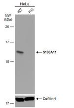 S100A11 Antibody in Western Blot (WB)