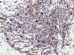 HICE1 Antibody in Immunohistochemistry (Paraffin) (IHC (P))