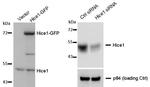 HICE1 Antibody in Western Blot (WB)