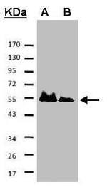 HICE1 Antibody in Western Blot (WB)