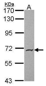 PODXL2 Polyclonal Antibody