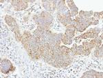 Caspase 8 Antibody in Immunohistochemistry (Paraffin) (IHC (P))