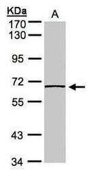 Caspase 8 Antibody in Western Blot (WB)