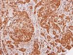 SEC13 Antibody in Immunohistochemistry (Paraffin) (IHC (P))