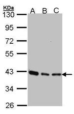 SEC13 Antibody in Western Blot (WB)