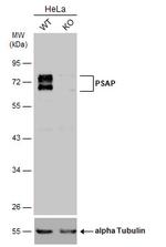 PSAP Antibody in Western Blot (WB)