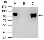 Glucocorticoid Receptor Antibody in Immunoprecipitation (IP)