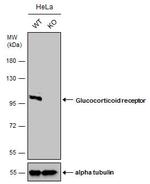 Glucocorticoid Receptor Antibody in Western Blot (WB)