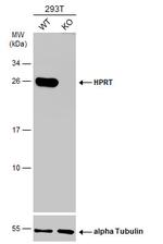 HPRT1 Antibody in Western Blot (WB)