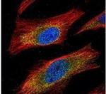 JNK1 Antibody in Immunocytochemistry (ICC/IF)
