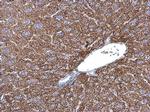 JNK1 Antibody in Immunohistochemistry (Paraffin) (IHC (P))