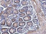 JNK1 Antibody in Immunohistochemistry (Paraffin) (IHC (P))