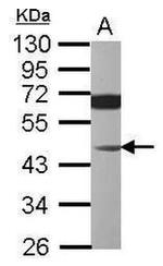 JNK1 Antibody in Western Blot (WB)