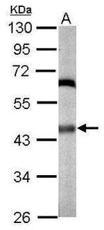 JNK1 Antibody in Western Blot (WB)
