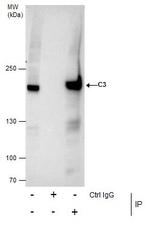 Complement C3 Antibody in Immunoprecipitation (IP)
