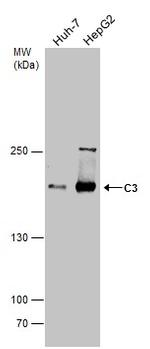 Complement C3 Antibody in Western Blot (WB)