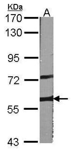 A-Raf Antibody in Western Blot (WB)