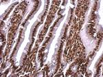 SAFB Antibody in Immunohistochemistry (Paraffin) (IHC (P))