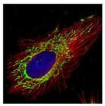 COX4 Antibody in Immunocytochemistry (ICC/IF)
