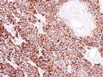 COX4 Antibody in Immunohistochemistry (Paraffin) (IHC (P))