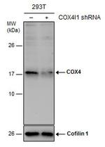 COX4 Antibody