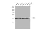 COX4 Antibody in Western Blot (WB)