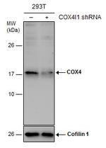 COX4 Antibody in Western Blot (WB)