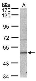 Septin-7 Polyclonal Antibody
