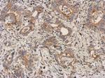 LEFTY2 Antibody in Immunohistochemistry (Paraffin) (IHC (P))