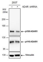 ADAR1 Antibody in Western Blot (WB)