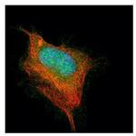 Acetylcholinesterase Antibody in Immunocytochemistry (ICC/IF)