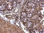 Acetylcholinesterase Antibody in Immunohistochemistry (Paraffin) (IHC (P))