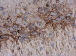 Acetylcholinesterase Antibody in Immunohistochemistry (Paraffin) (IHC (P))