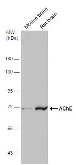 Acetylcholinesterase Antibody in Western Blot (WB)