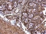 Acetylcholinesterase Antibody in Immunohistochemistry (Paraffin) (IHC (P))