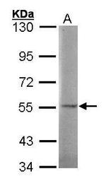 SGSH Polyclonal Antibody
