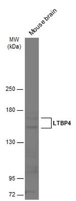 LTBP4 Antibody in Western Blot (WB)