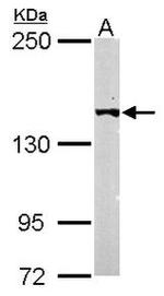 LTBP4 Antibody in Western Blot (WB)