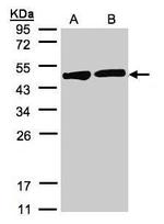 Creatine Kinase BB Antibody in Western Blot (WB)