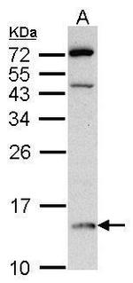 DDT Antibody in Western Blot (WB)