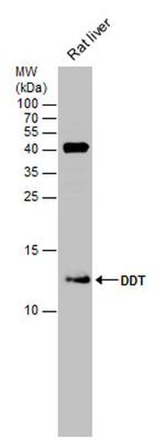 DDT Antibody in Western Blot (WB)