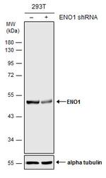 ENO1 Antibody in Western Blot (WB)