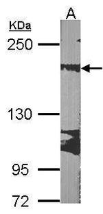 RRBP1 Antibody in Western Blot (WB)