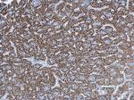 UQCRC1 Polyclonal Antibody