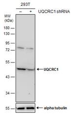 UQCRC1 Antibody in Western Blot (WB)