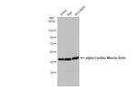 alpha-Cardiac Actin Antibody in Western Blot (WB)