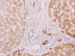 PRKCSH Antibody in Immunohistochemistry (Paraffin) (IHC (P))