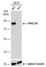 PRKCSH Antibody in Western Blot (WB)